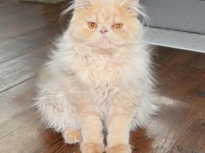 Persian Jewel Cattery - Persian - Gallery Photo #1