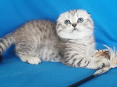 Adriana - Scottish Fold - Gallery Photo #1