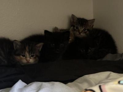 Five Healthy Kittens - Domestic - Gallery Photo #1