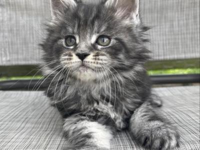 Beautiful Litter - Maine Coon - Gallery Photo #1