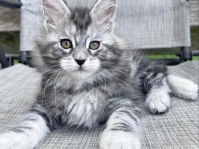 Frenchie - Maine Coon - Gallery Photo #1