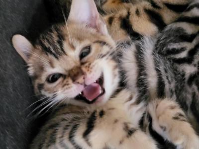 Bengals Pure Cuties - Bengal - Gallery Photo #1