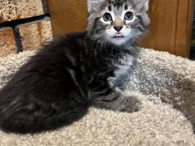 3 Litters - Maine Coon - Gallery Photo #1