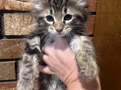 Affordable Maine Coons - Maine Coon - Gallery Photo #1