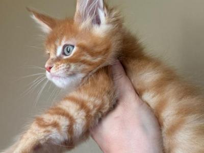 HS PHOENIX Red Orange Maine Coon - Maine Coon - Gallery Photo #1