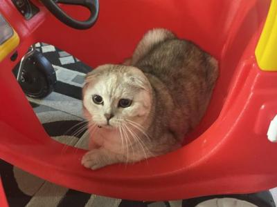 Alaska - Scottish Fold - Gallery Photo #1