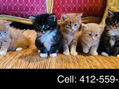 Purebred Maine Coon Kittens - Maine Coon - Gallery Photo #1