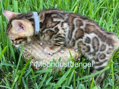 Hugo - Bengal - Gallery Photo #1