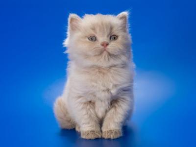 Victorian Longhair - British Shorthair - Gallery Photo #1