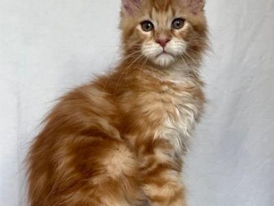 Apricot - Maine Coon - Gallery Photo #1