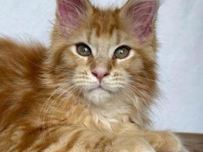 Azalia - Maine Coon - Gallery Photo #1