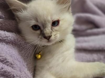 Belle Chocolate Lynx Point - Ragdoll - Gallery Photo #1