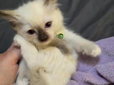 Charming Seal Mitted - Ragdoll - Gallery Photo #1