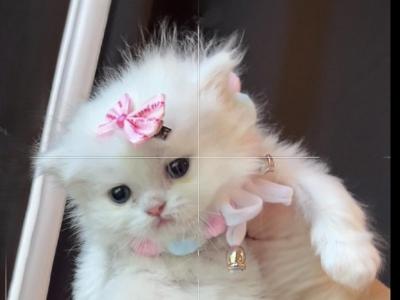 Baby Girl Juliet - Persian - Gallery Photo #1