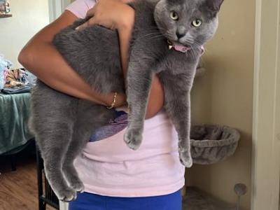 Ally - Russian Blue - Gallery Photo #1