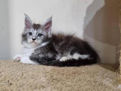 Gloria Maine Coon Female - Maine Coon - Gallery Photo #1