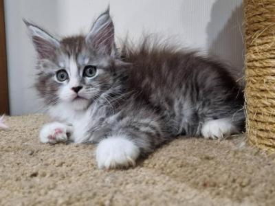 Galaxy Maine Coon Female - Maine Coon - Gallery Photo #1