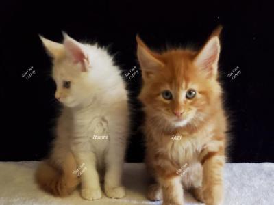 Waitlist Litter I Zia & Tayte - Maine Coon - Gallery Photo #1
