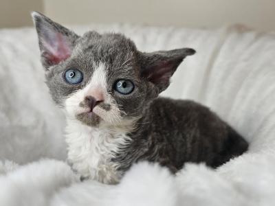 Umis - Devon Rex - Gallery Photo #1