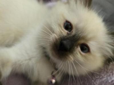 Ariel Seal Point Mitted Ragdoll - Ragdoll - Gallery Photo #1