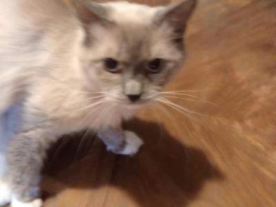 Gizmo Or Gizzy - Ragdoll - Gallery Photo #1