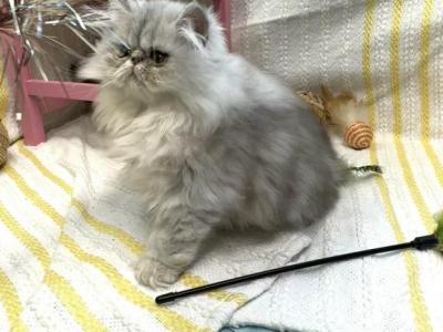 Molly - Persian - Gallery Photo #1