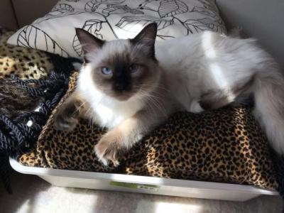 Gerda - Ragdoll - Gallery Photo #1