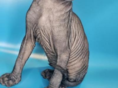 Sphynx Baby's - Sphynx - Gallery Photo #1