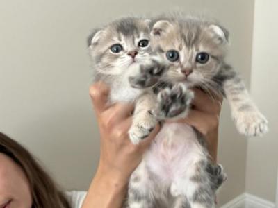 Apples Litter - Scottish Fold - Gallery Photo #1