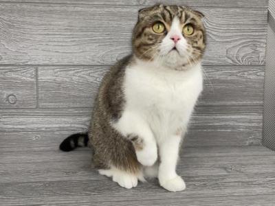 Elly EliasCattery - Scottish Fold - Gallery Photo #1