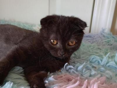 A Pair Of Scottish Fold Kittens - Scottish Fold - Gallery Photo #1