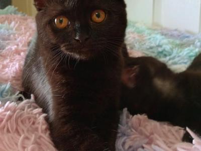 Scottish Fold Kitten - Scottish Fold - Gallery Photo #1