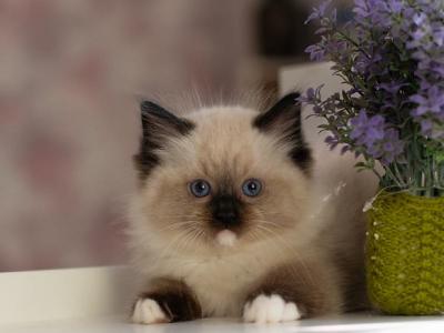 Daniel - Ragdoll - Gallery Photo #1