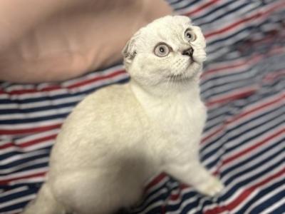 Stormy - Scottish Fold - Gallery Photo #1