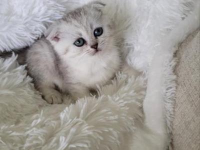 Scottish Girl - Scottish Fold - Gallery Photo #1