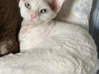 Olaf - Devon Rex - Gallery Photo #1