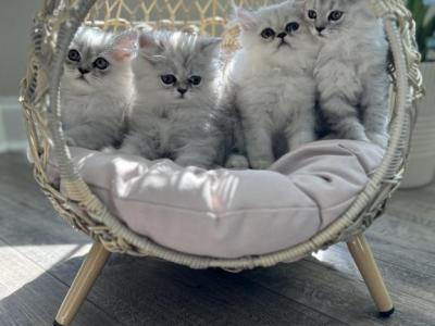 Purebred Silver Doll Face Persian Kittens - Persian - Gallery Photo #1