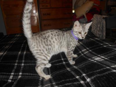 Amenadiel - Egyptian Mau - Gallery Photo #1