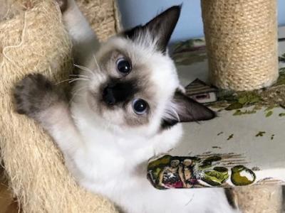 Pepe - Ragdoll - Gallery Photo #1