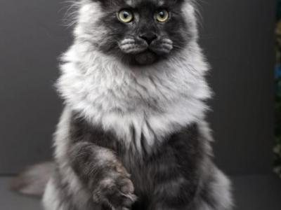 Egosa - Maine Coon - Gallery Photo #1