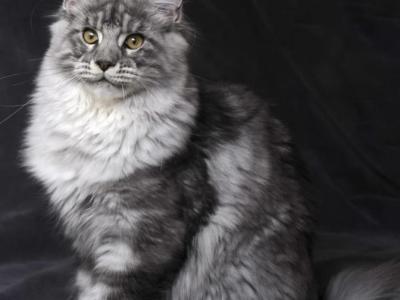 Eva - Maine Coon - Gallery Photo #1