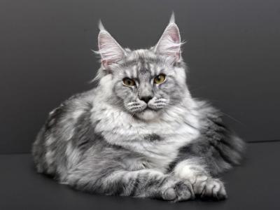 Enni - Maine Coon - Gallery Photo #1