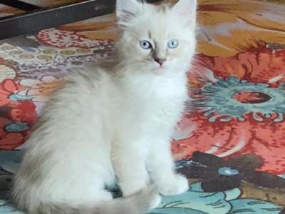 Marshmallow - Ragdoll - Gallery Photo #1