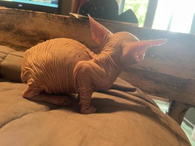 Two Female Kittens Left From Litter - Sphynx - Gallery Photo #1