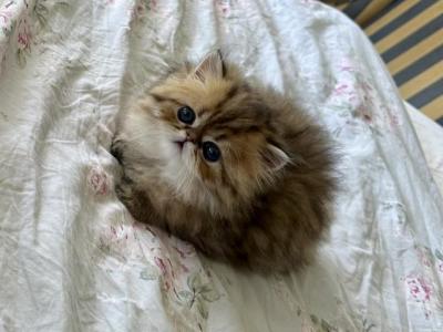 GoldNHearts Snow - Persian - Gallery Photo #1