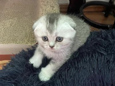 Jess 2 - Scottish Fold - Gallery Photo #1