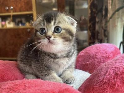 Jess 3 - Scottish Fold - Gallery Photo #1