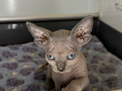 Bella & Fern - Sphynx - Gallery Photo #1