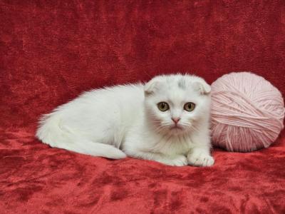 Pink - Scottish Fold - Gallery Photo #1