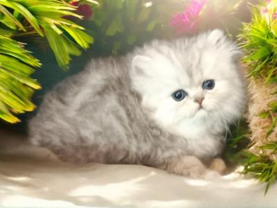 Oceanpurrz Silver Persians - Persian - Gallery Photo #1